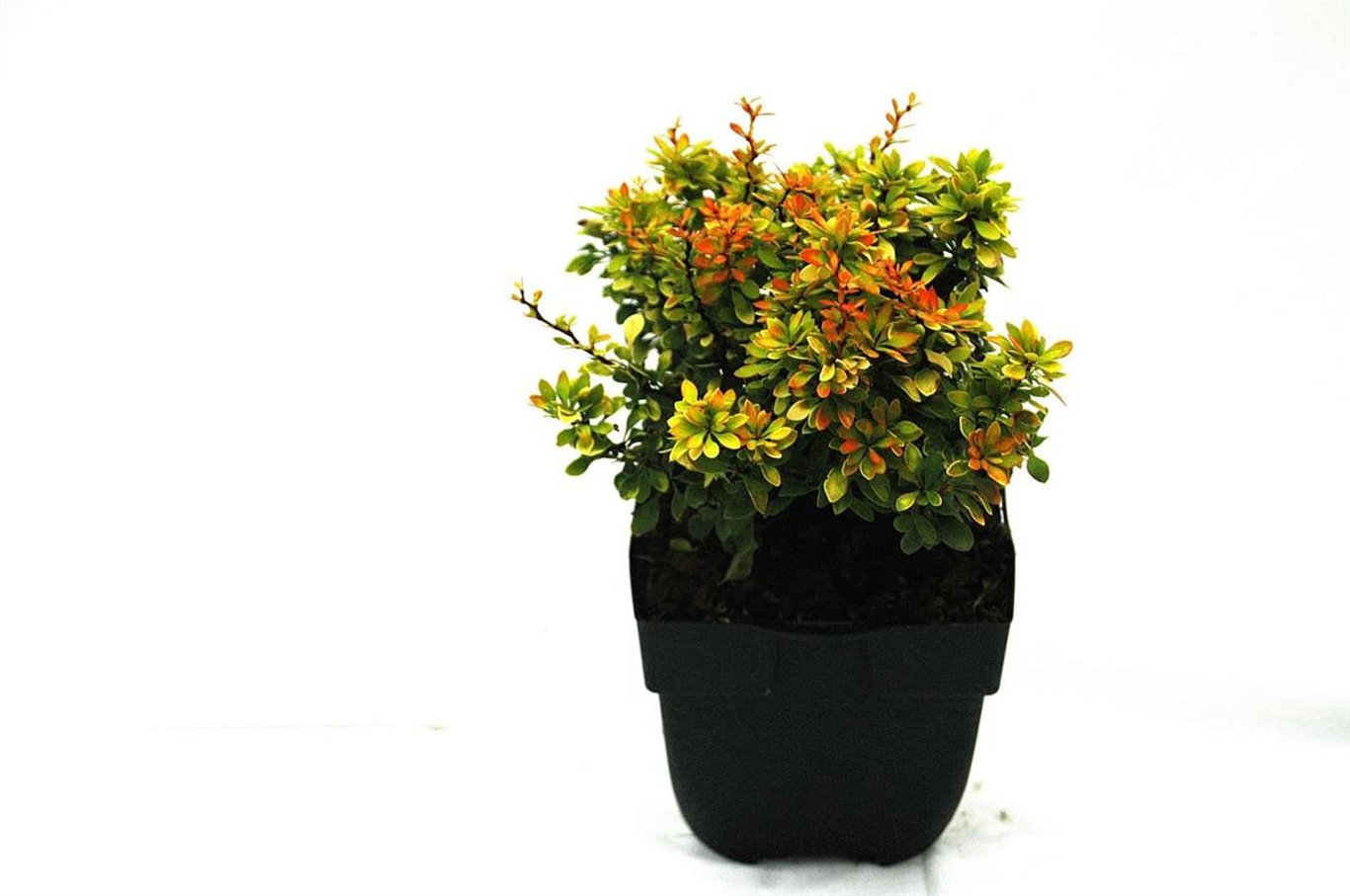Berberis thunb. 'Goldalita' - C2